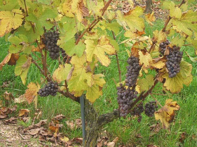 22 01.JPG - La pourriture noble est le résultat de l'action du Botrytis cinéréa qui dégrade la péliculle du raisin et permet ainsi sa concentration en sucre.